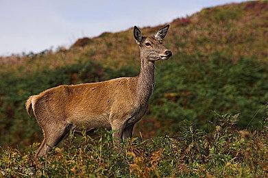 《星战绝地》卡尔演员愿意参演真人版项目 但必须有意义